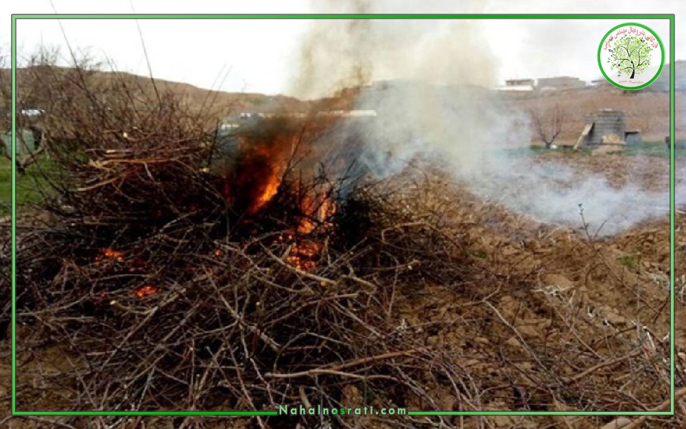 تصویری از سوزاندان درختان