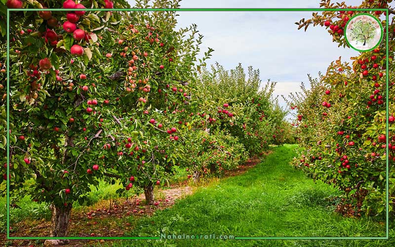 خرید نهال سیب در تبریز