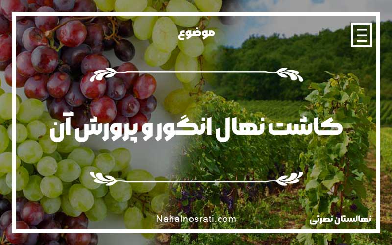 کاشت نهال انگور و پرورش آن