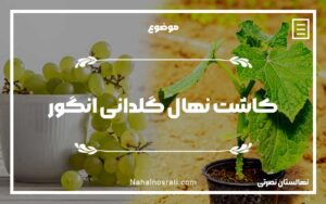 کاشت نهال گلدانی انگور